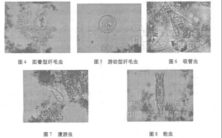 活性污泥中毒的原因及控制調(diào)節(jié)- 活性污泥中毒的原因及控制調(diào)節(jié)-