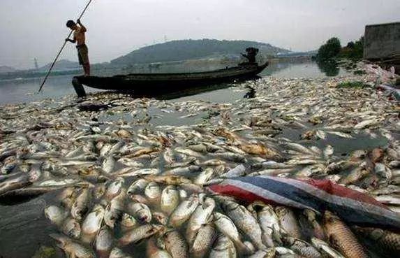 氨氮超標有哪些危害？怎么處理氨氮超標？-